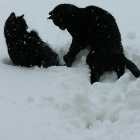 Costalta Oda ve Kahvaltı