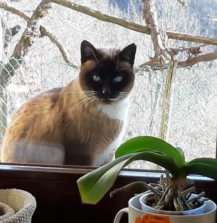 Costalta Bed & Breakfast