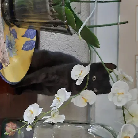 Bed & Breakfast Costalta