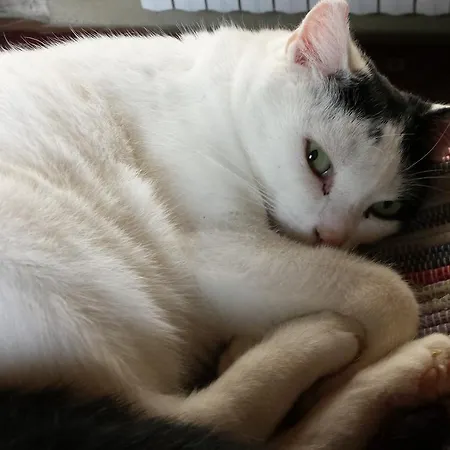 Bed & Breakfast Costalta