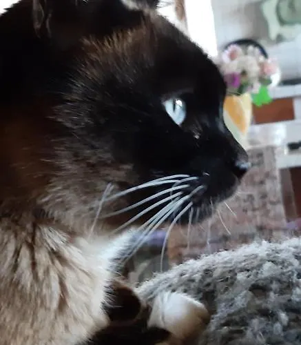 Bed and breakfast Costalta Compiano