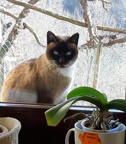 Costalta Bed and breakfast