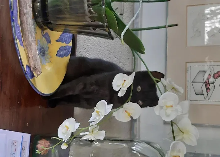 Bed & Breakfast Costalta