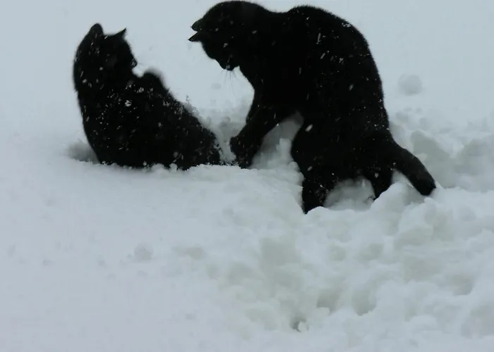 Costalta Bed and breakfast