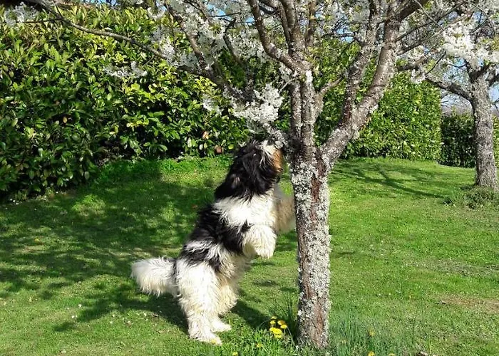 Bed & Breakfast Costalta Compiano